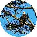 eagle.webp