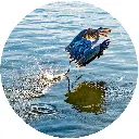bird.webp