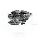 Gator.webp