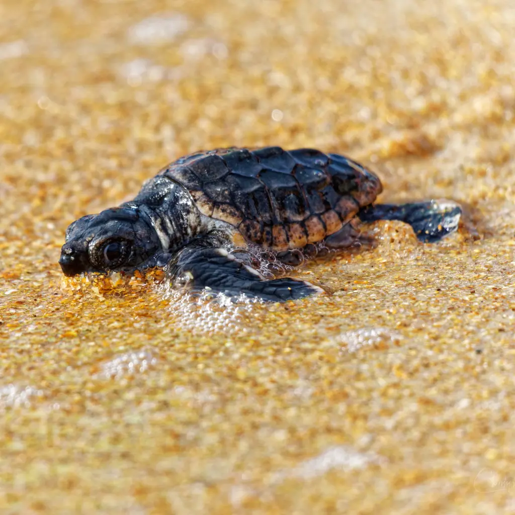 Turtle2.webp