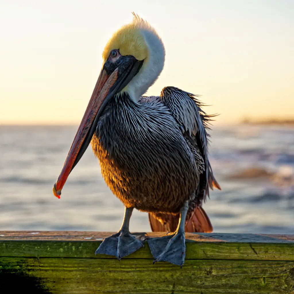 PelicanSquare.webp
