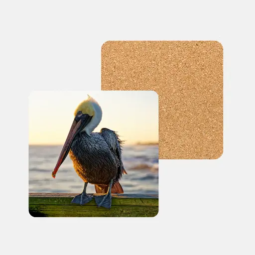 Pelican